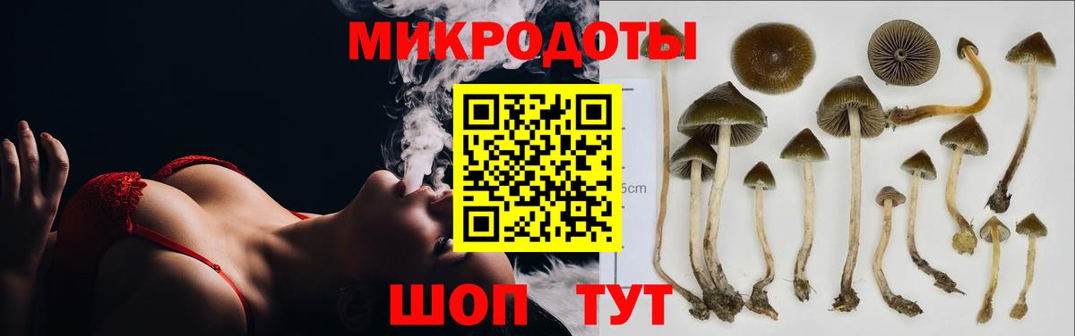 Псилоцибиновые грибы Psilocybe Южно-Сахалинск